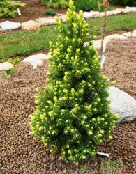 Smreka (Picea Glauca) Rainbows End