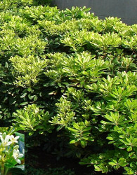 Pitosporum tobira Nana -LEPLJIVEC