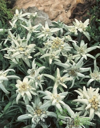 Planika (Leontopodium Alpinum)