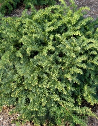 Tisa pokrovna (Taxus Baccata Repandens)