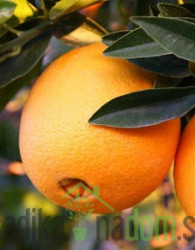 Pomaranča Foyos
