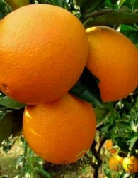 Pomaranča Washington Navel