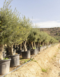 Oljka Portugal Branched (100let)