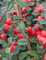Pritlikava panešplja Coral Beauty (Cotoneaster suecicus)
