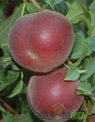 Breskev Red Moon