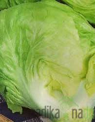 Seme Radič Mantovana 413