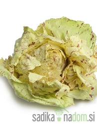 Seme Radič Variegata di Castelfranco