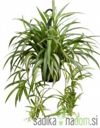 Rastlina pajek (Chlorophytum comosum)