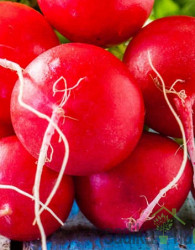 Seme redkvica Burro gigante 287