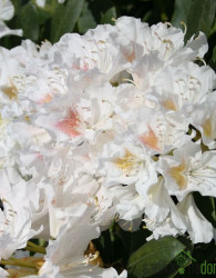 Rododendron Cunninghams White (Rhododendron hybridium)