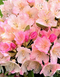 Rododendron Percey Wiseman (Rhododendron hybridium)