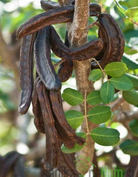 Rožičevec (ceratonia siliqua carrubo)