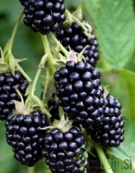 Robida Asterina - BREZ TRNOV