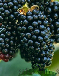 Robida Dirksen - BREZ TRNOV