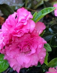 Rododendron Anna (Rhododendron hybridium)