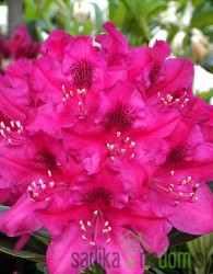 Rododendron Nova Zembla (Rhododendron repens)
