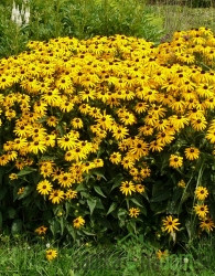 Rudbeckia fulgida Goldstrum