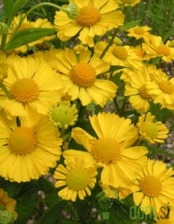Seme Rumeni helenium Gold Field A3698