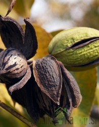 Oreh pekan / pecan Shawnee