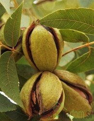 Oreh pekan / pecan Stuart 