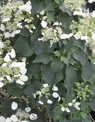Japonska hidrangeja Moonlight (Schizophragma hydrangeoides)