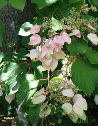 Japonska hidrangeja Roseum (Schizophragma hydrangeoides)