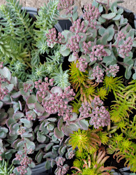 Sedum 