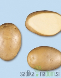 Semenski krompir Agria