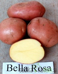 Semenski krompir Bellarosa