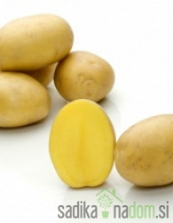 Semenski krompir Belmonda