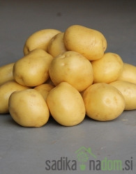 Semenski krompir Constance