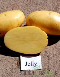 Semenski krompir Jelly