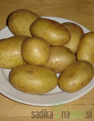 Semenski krompir Marabel