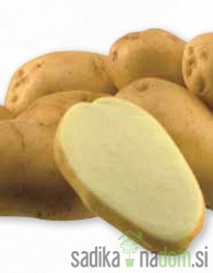 Semenski krompir Maris Bard