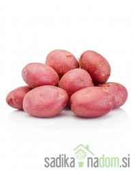 Semenski krompir Memphis - NADOMESTNA SORTA ZA DESIREE