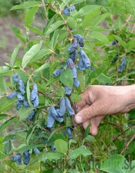 Sibirska borovnica Docz velikana