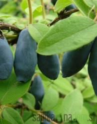 Sibirska borovnica Karina