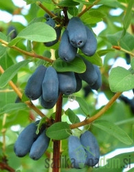 Sibirska borovnica Krupnoplodnaja
