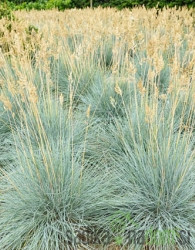 Sinjezelena bilnica (Festuca Glauca)