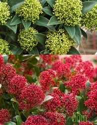 Skimmia Japonica