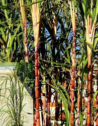 Sladkorni trs (canna da zuccero)