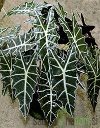 Slonovo uho - Alocasia Amazonica Polly