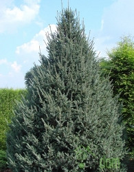 Picea Likiangensis var. balfouriana (Smreka)