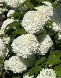 Snežna kepa/ Brogovita (Viburnum opolus)