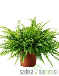 Sobna praprot (Nephrolepis exaltata) Green Lady 