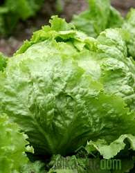 Solata glavnata Leda / Batavia rubia