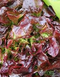 Solata hrastov list rdeči 
