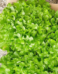 Solata zimska Guenola