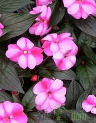 Sončna vodenka Nova Gvineja (Impatiens New Guinea)