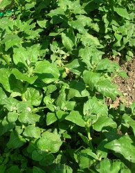 Seme Špinača Novozelandska plazeča A461